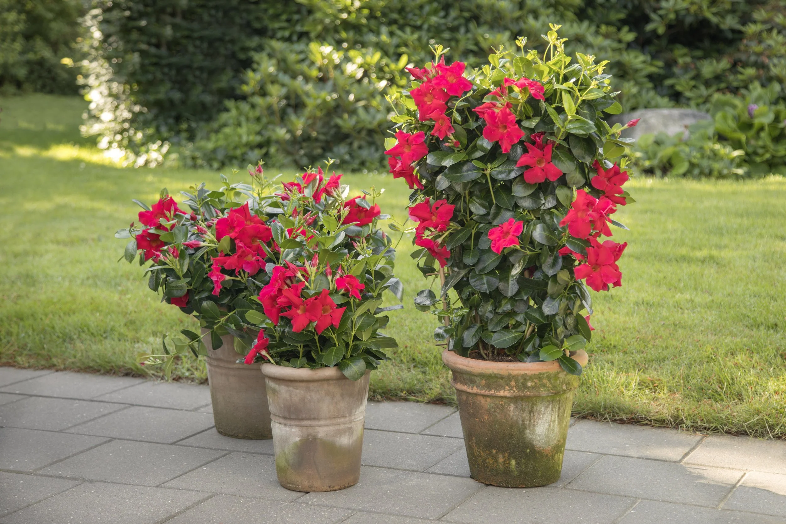 Qdeville® Care — Graff-Breeding A/S